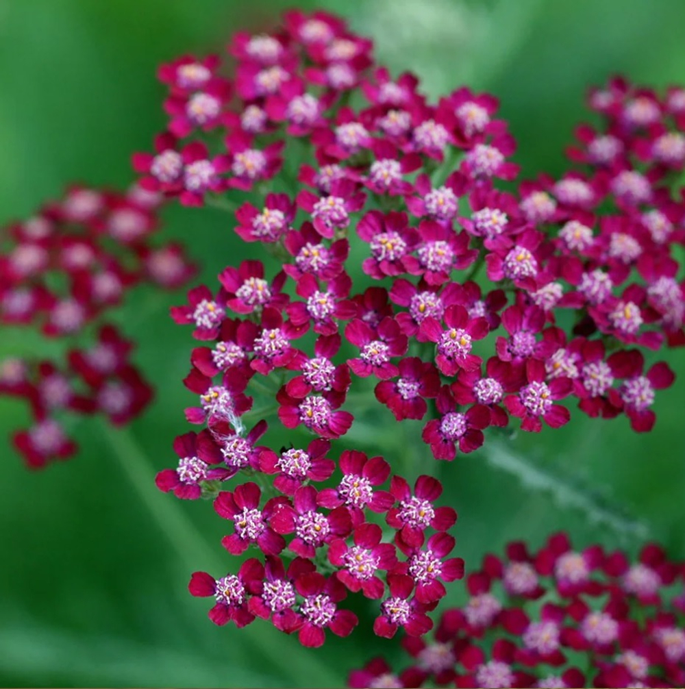 Тысячелистник обыкновенный "Summer Wine". Achillea millefolium "Summer Wine".