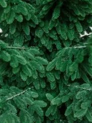 Интерьерная искусственная елка Норвежская Люкс 3,7 м., ствольная, 100% Литая хвоя, Green Trees (GT370NO)