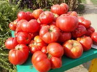 Легендарная Сызранская Розовая Ранняя Помидора