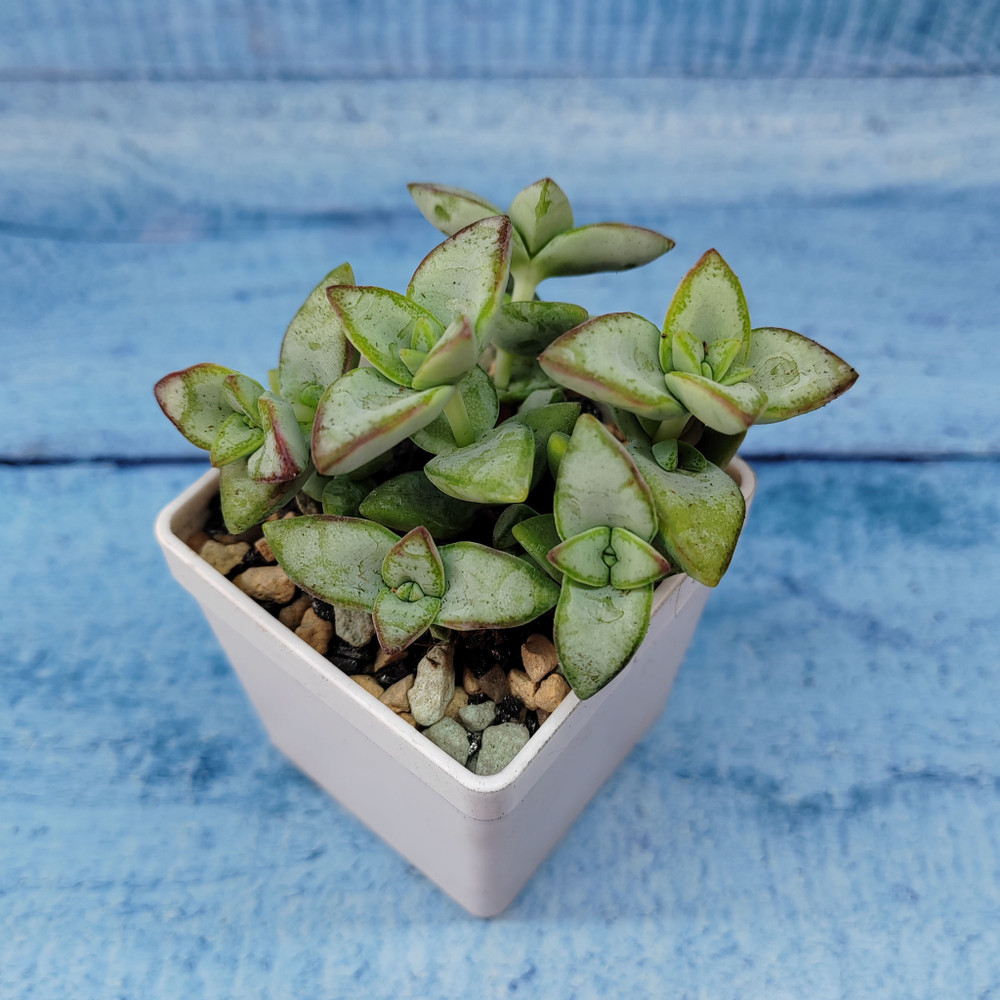 Crassula Rupestris (Крассула)
