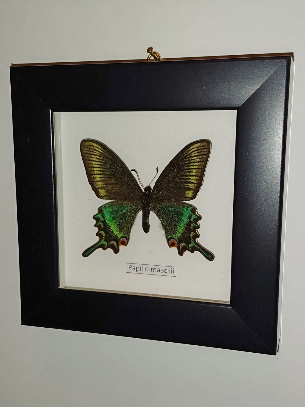 Бабочка Papilio maackii весенняя форма в рамке