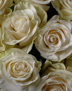 Монобукет белый