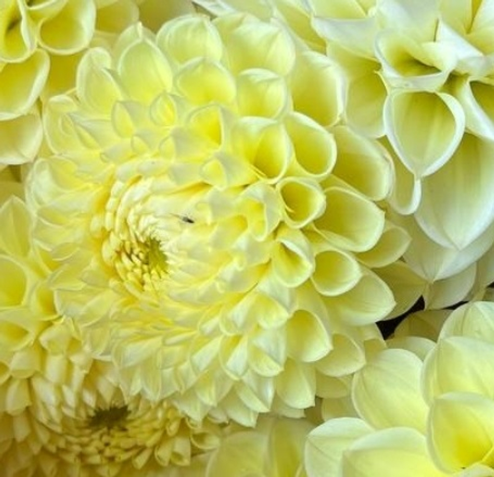 Георгин Полвентон Суприм (Polventon Supreme)