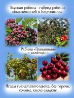 Рябина Гранатная вкусная