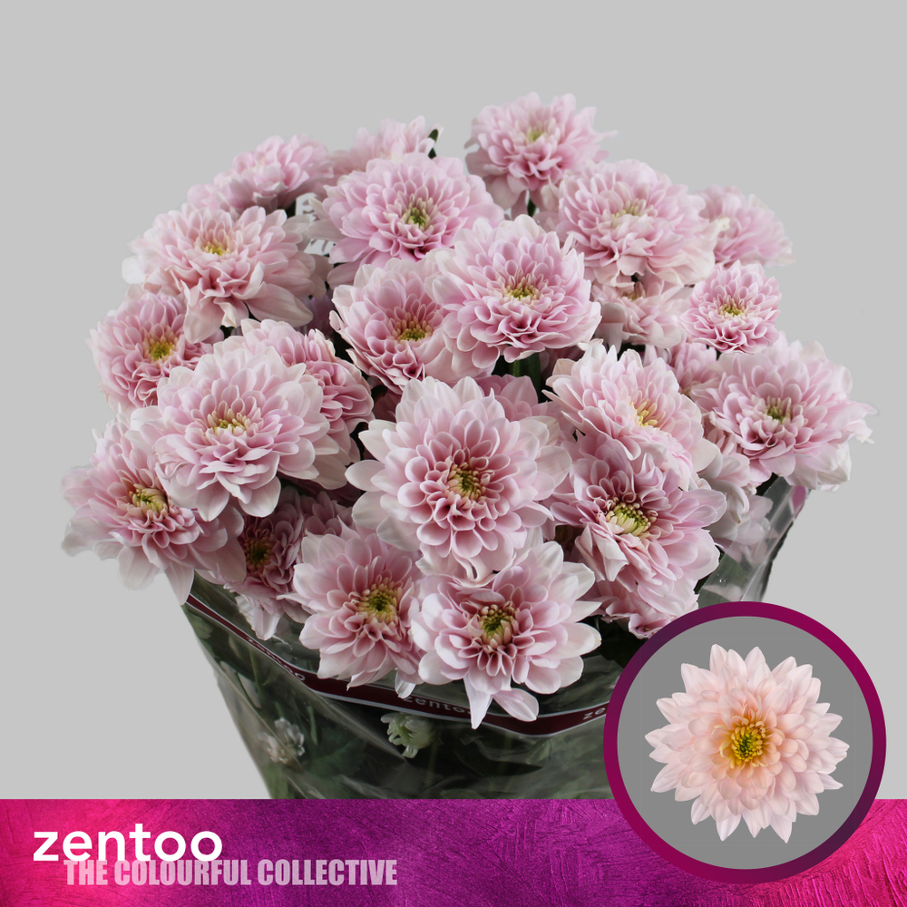 Pastela Pink (NL)
