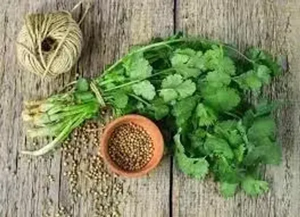 Кориандр - это однолетнее растение, которое широко используется в кулинарии и медицине.