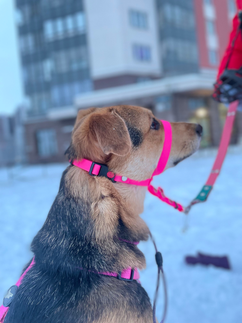 Недоуздок БИОТАН Халти для собак, морда макс 35 см., шея 35-65 см, черный