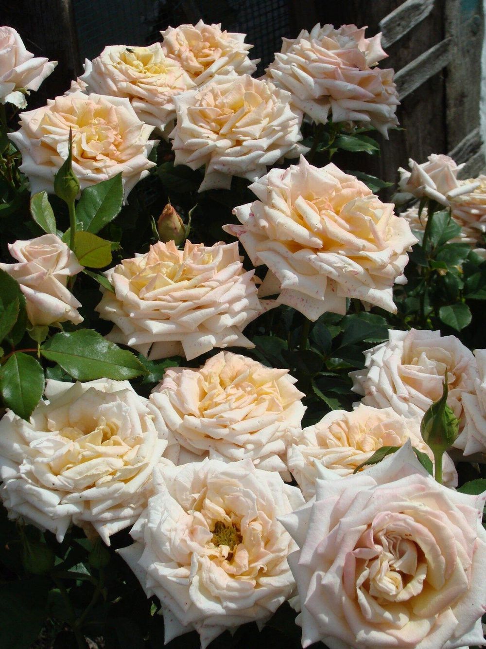 Крем Карамель (Creme Caramel)