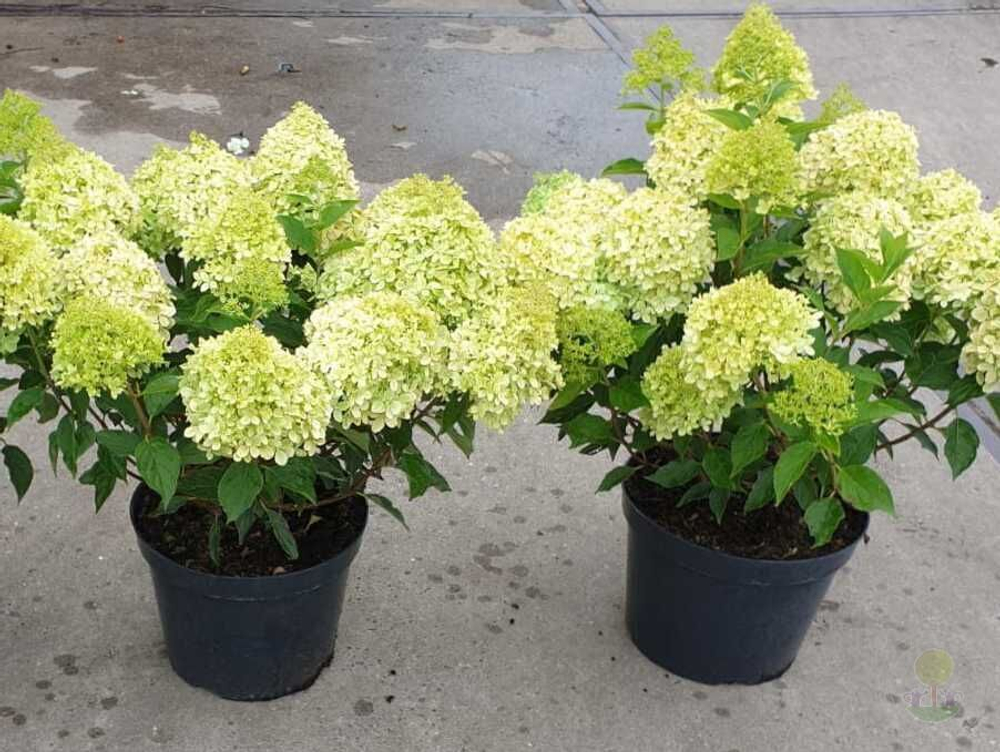 Гортензия метельчатая Пиксио (Hydrangea paniculata Pixio)