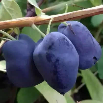 Жимолость Boreal Beauty