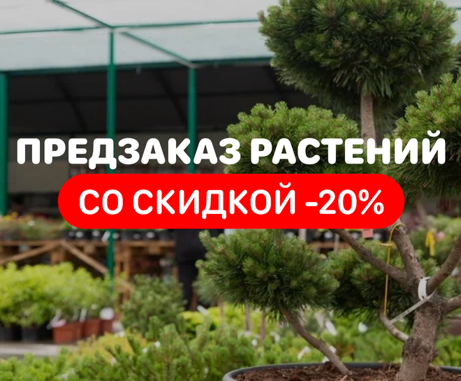 Предзаказ растений со скидкой -20%!