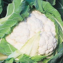 Таласса F1 семена капусты цветной (Clause / Клос)