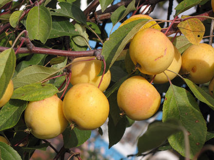 Саженец яблони «Уральское Наливное» (Народная любимица, Медовая)