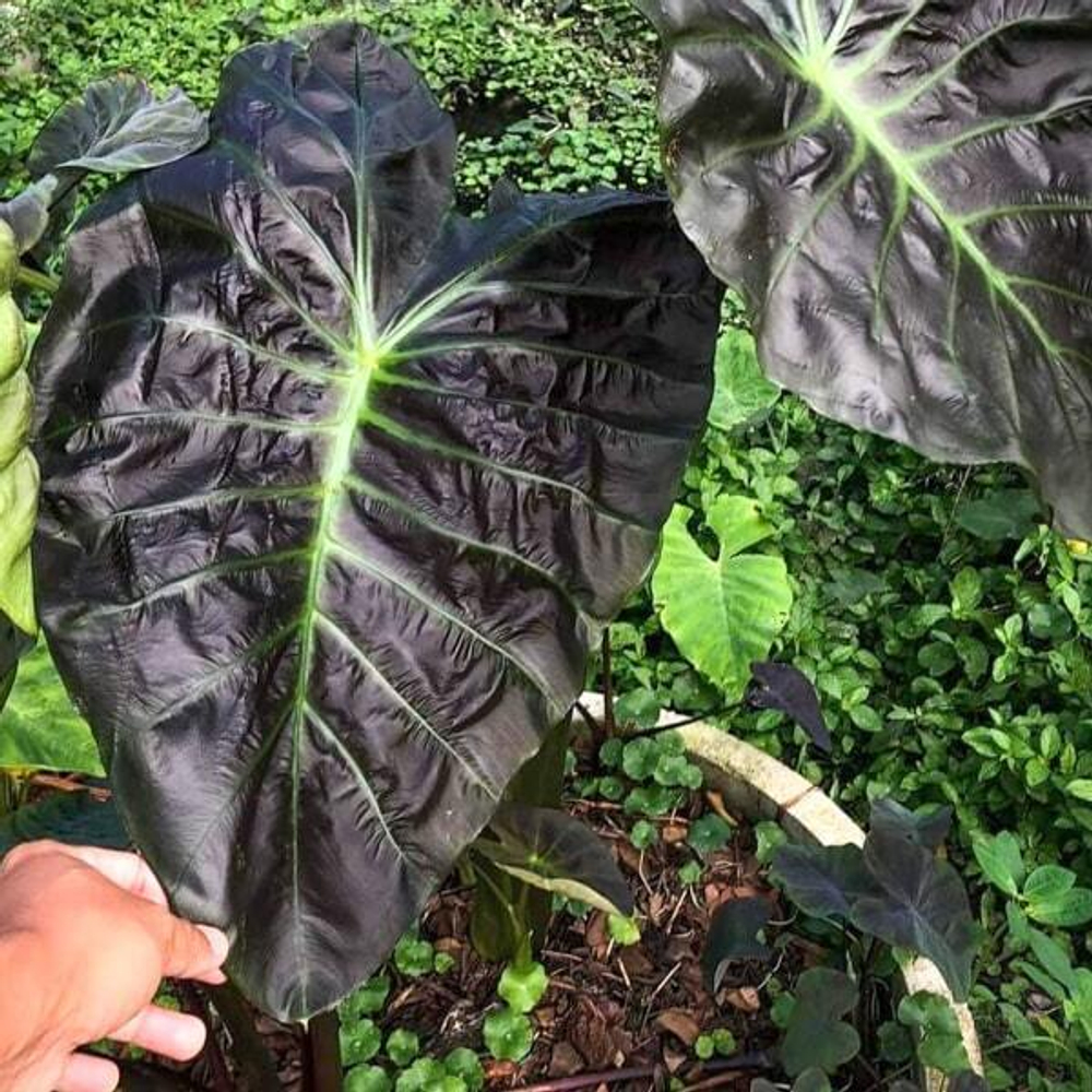 Колоказия PURPLE HAZE