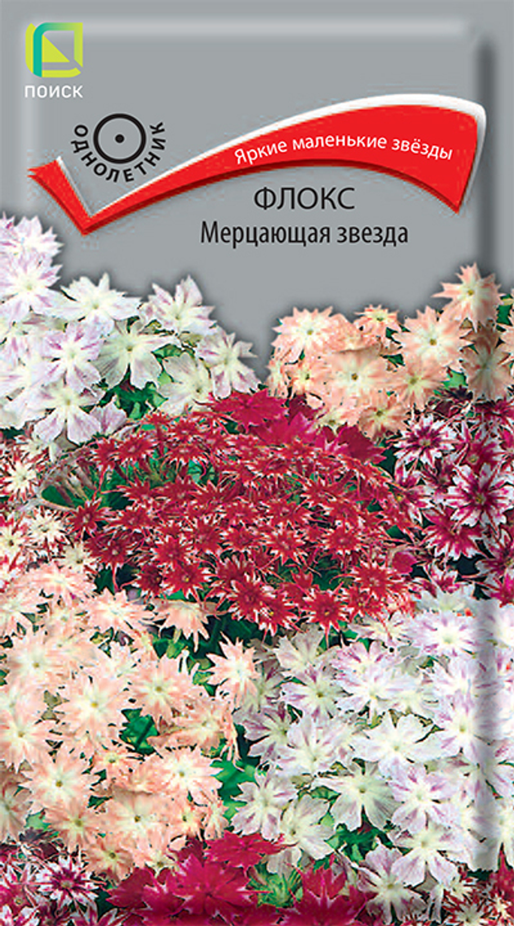 Флокс Мерцающая звезда