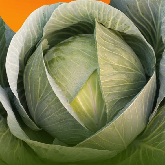 Маркони F1 семена капусты белокочанной продукт – фото 2