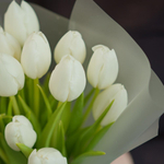 Букет из 15 белых тюльпанов в матовой упаковке