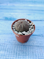 Суккулент Euphorbia Obesa (Эуфорбия)