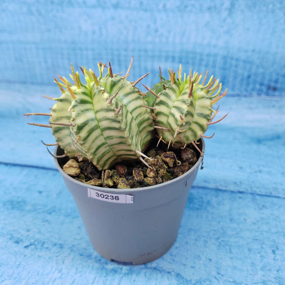 Euphorbia meloformis f. Variegated (Эуфорбия вариегатная)