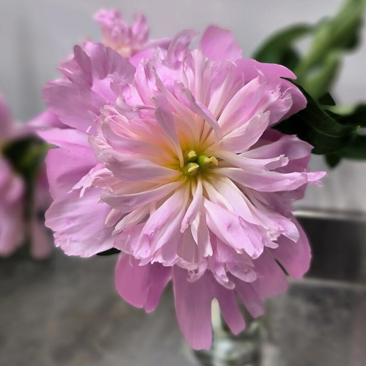 🌸♛ Месье Жюль Эли (Monsieur Jules Elie) — букет ароматных пионов — 8 марта у Феи