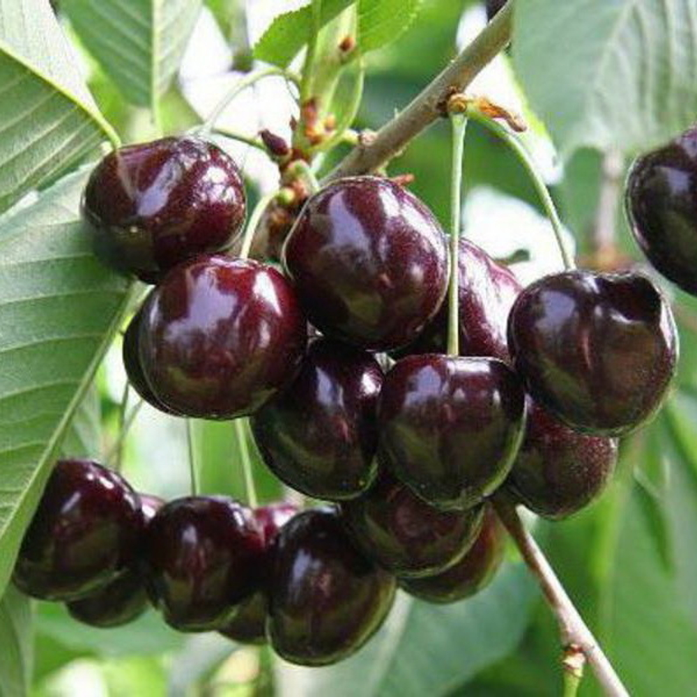 Вишня Владимирская