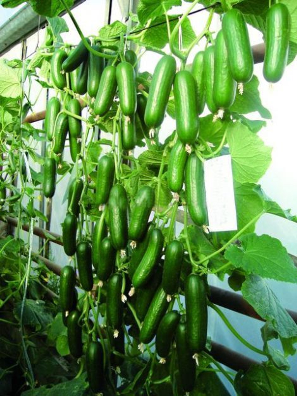 Огурец Пиколино F1 7шт Мировые Семена VITA GREEN