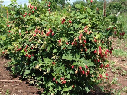 Малина летняя Таруса