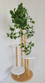 Шеффлера 1+1 / Арт 4240