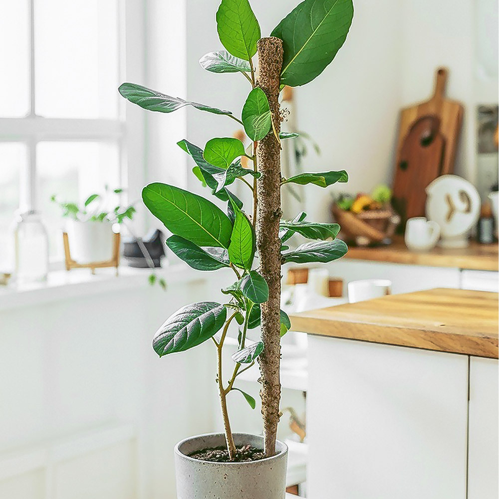 Опора для цветов 120см d-25см с кокосовым волокном