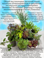 Чистец (овечьи ушки) многолетнее растение