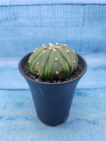 Astrophytum Asterias (Астрофитум)