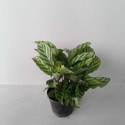 Калатея Фредди