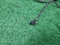 Проводка переднего бампера Haval F7 1 (2022-2024)