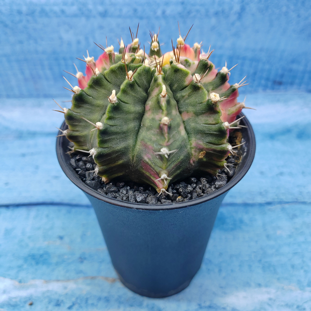 Gymnocalycium Variegata (Гимнокалициум Вариегатный)