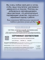 Олеандр Розовый махровый