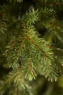 Можжевельник 260см зеленая Triumph Tree