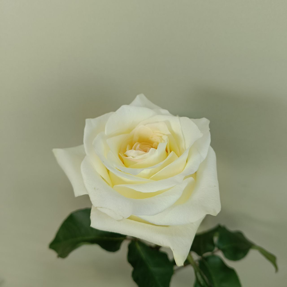 Роза белая Канделайт