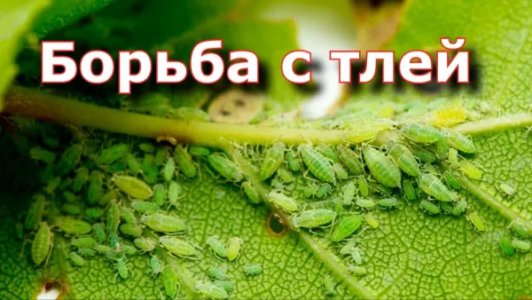 Борьба с тлей на плодовых деревьях: как остановить нашествие в мае без химии