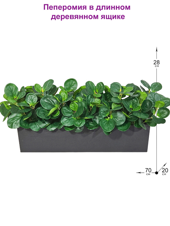 Пеперомия зеленая 70см в длинном деревянном ящике