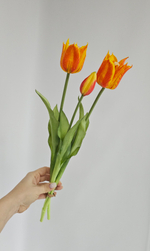 Тюльпаны лилиецветные / Арт 2523