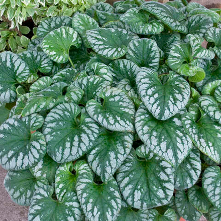 Бруннера крупнолистная "Emerald Mist". Brunnera macrophylla "Emerald Mist".