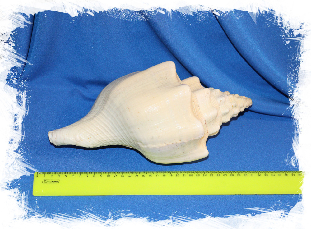 Ракушка Indian chank shell купить