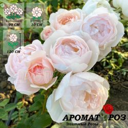 Дездемона (Desdemona)