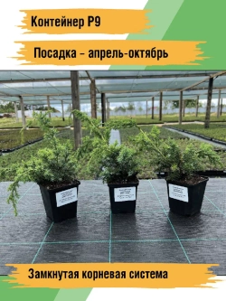 Можжевельник Блю карпет саженцы хвойных