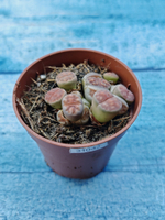 Lithops sp. (Литопсы)