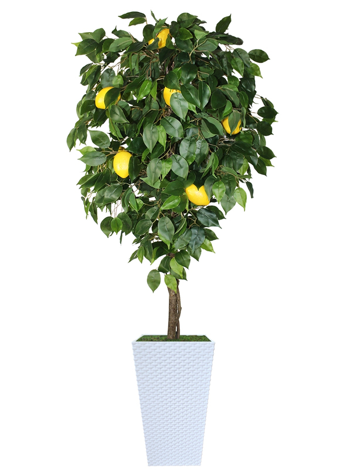 Искусственное дерево Лимон 180см в высоком белом кашпо ротанг