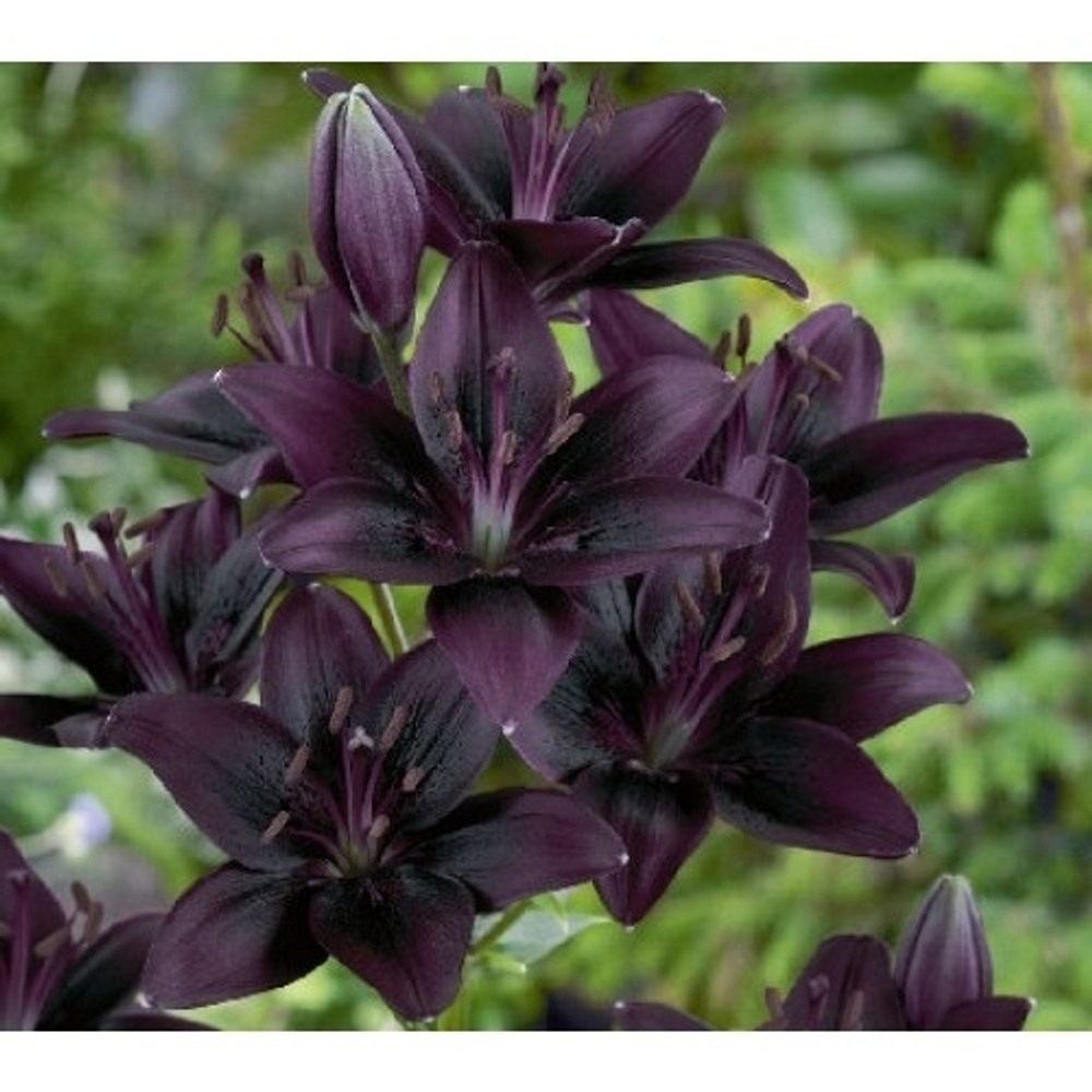 Лилия Азиатский гибрид