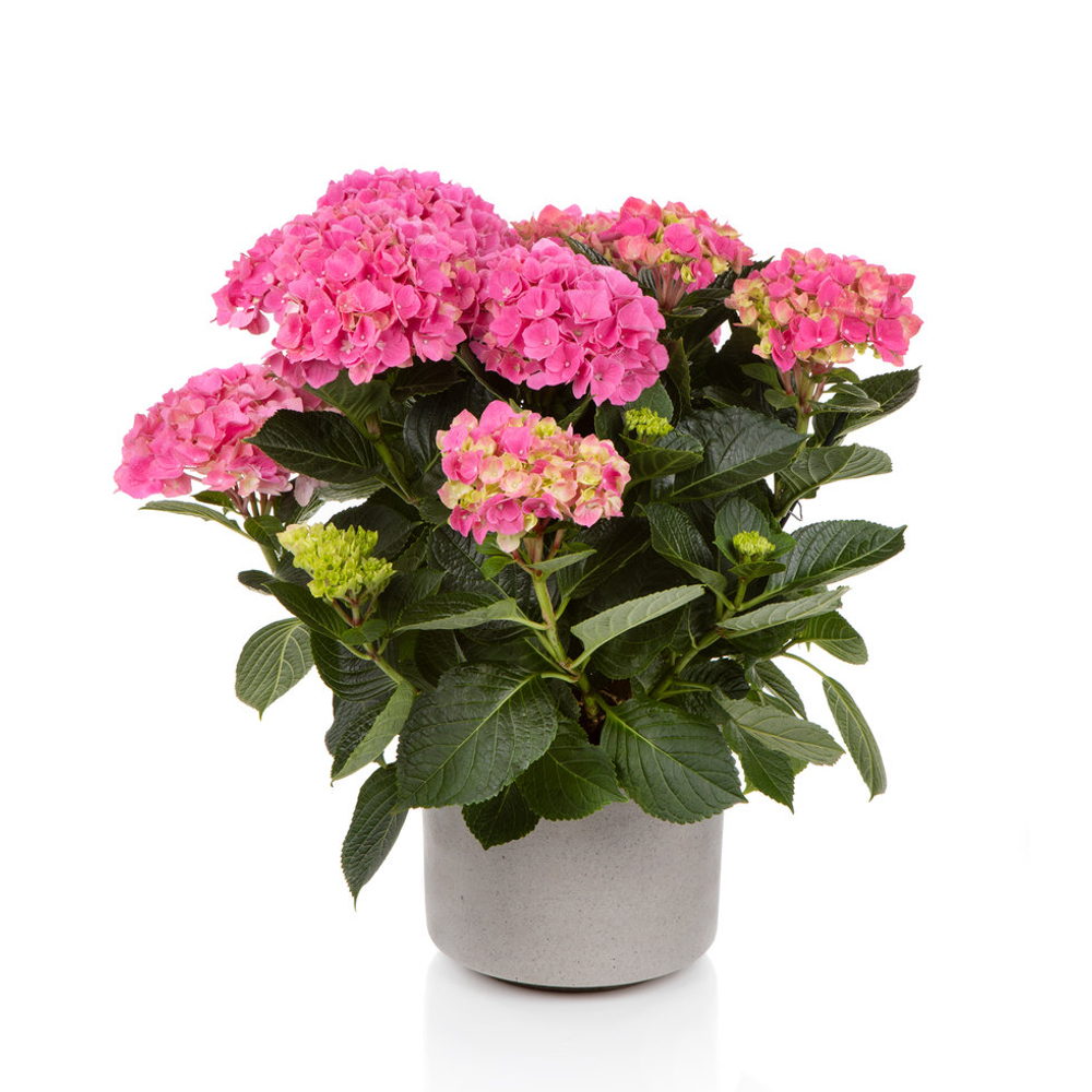 Hi Sky (Хай Скай) P12 Европа 2026