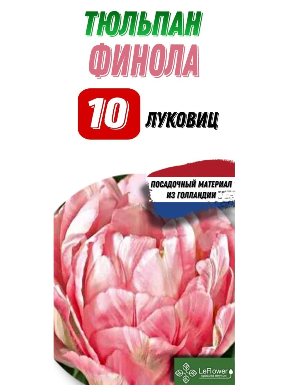 тюльпан финола10луковиц
