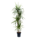 Драцена Маргината